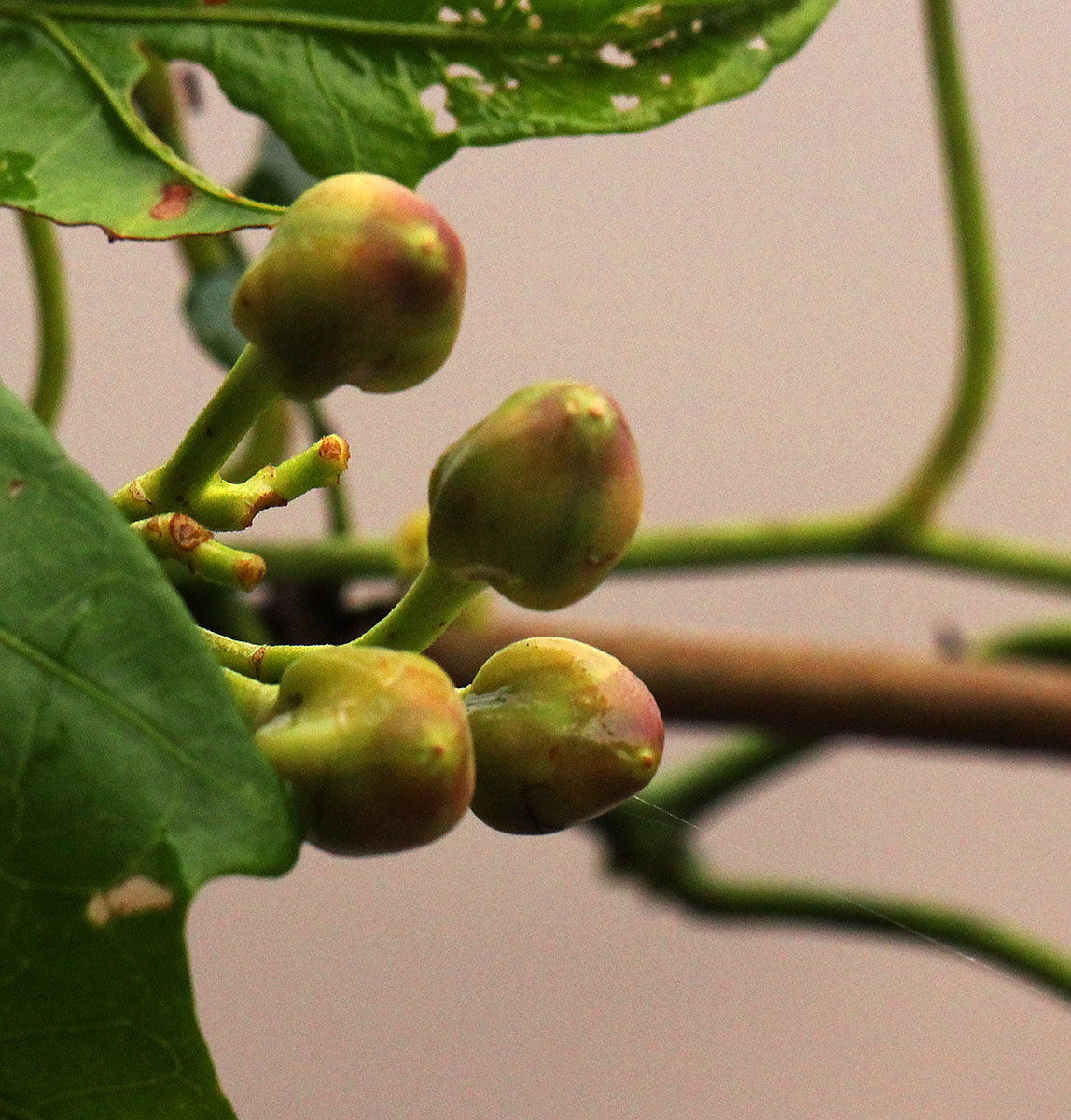 Ipomoea mauritiana