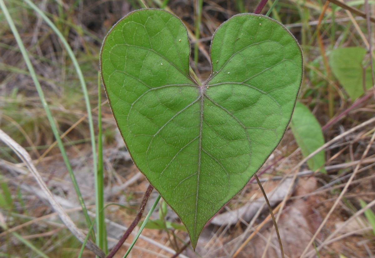 Ipomoea obscura var. obscura Ipomoea obscura var. obscura