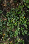 Ipomoea obscura var. obscura