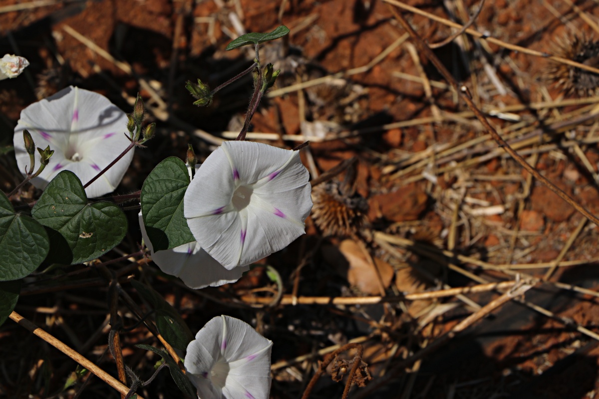 Ipomoea purpurea