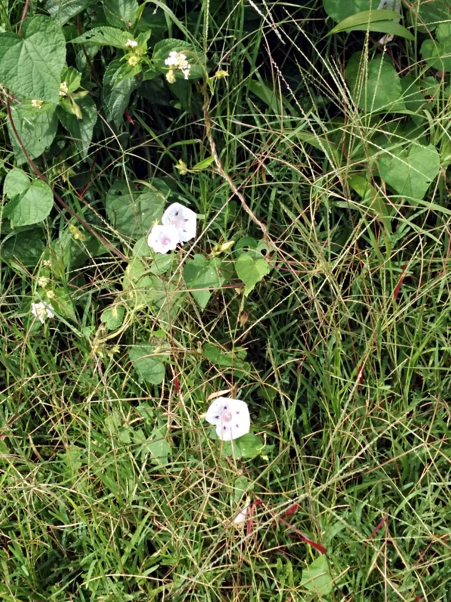 Ipomoea purpurea