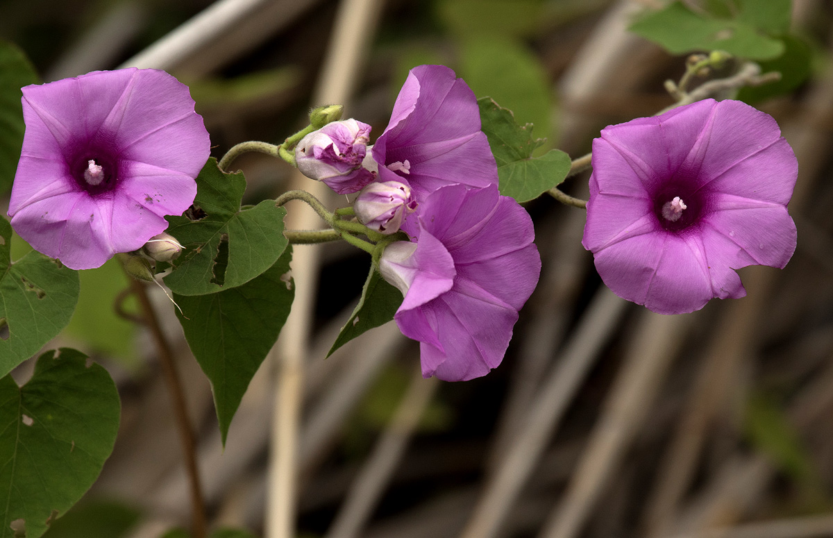 Ipomoea rubens Ipomoea rubens