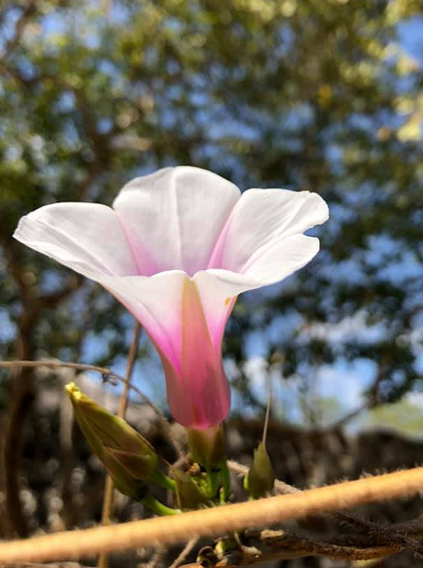 Ipomoea shirambensis Ipomoea shirambensis