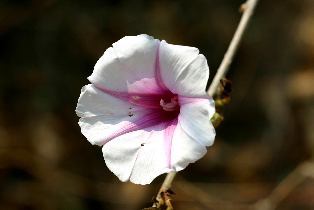 Ipomoea shirambensis Ipomoea shirambensis