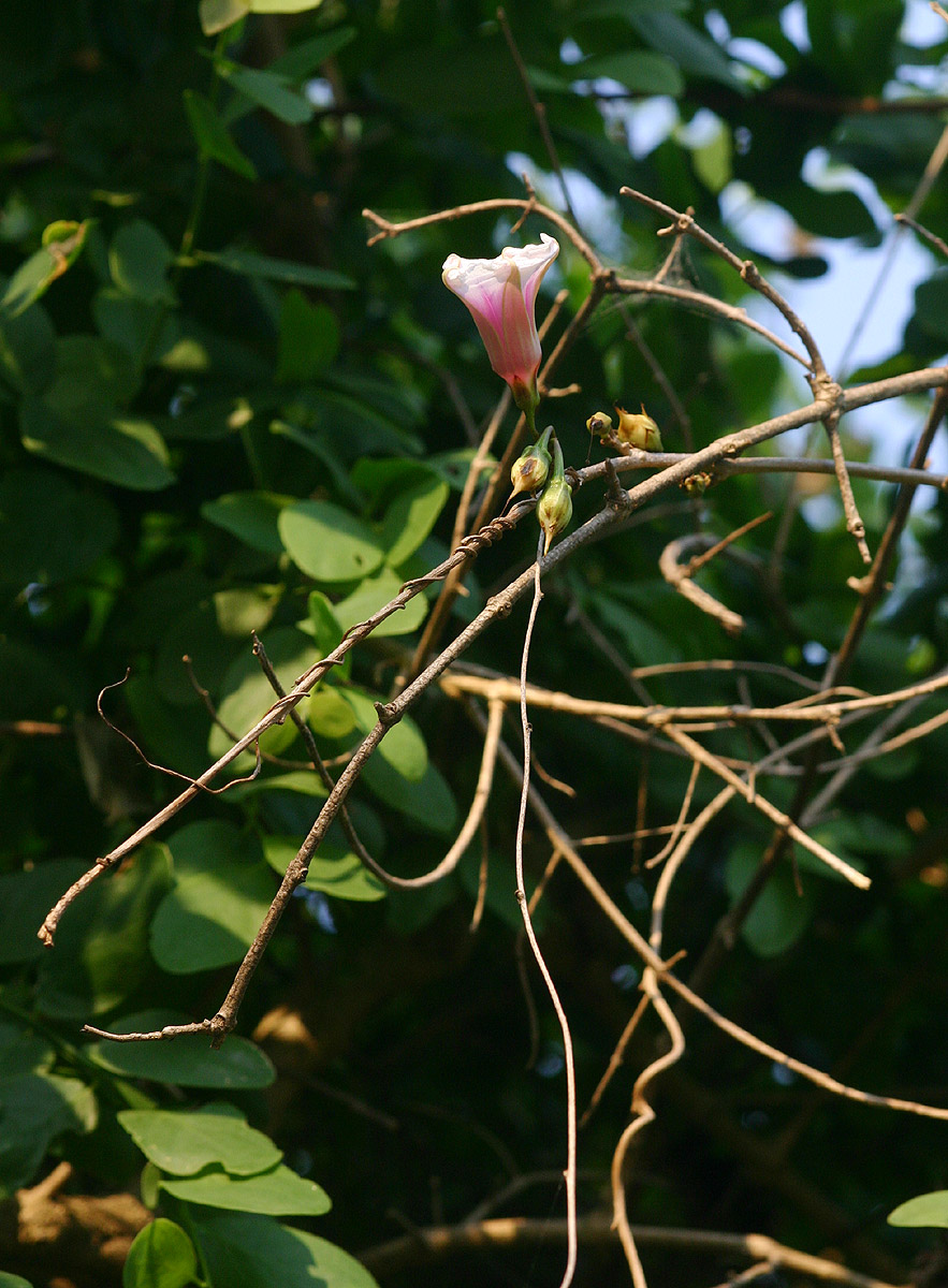 Ipomoea shirambensis Ipomoea shirambensis