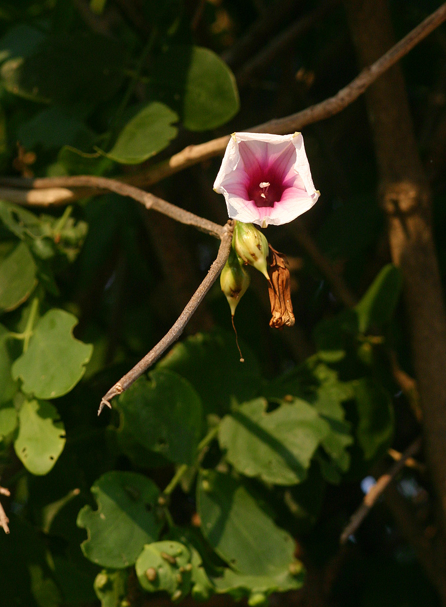 Ipomoea shirambensis Ipomoea shirambensis