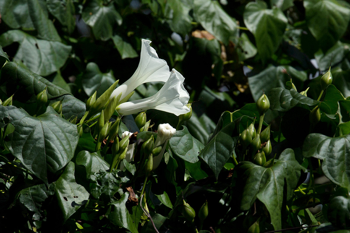 Ipomoea shupangensis Ipomoea shupangensis