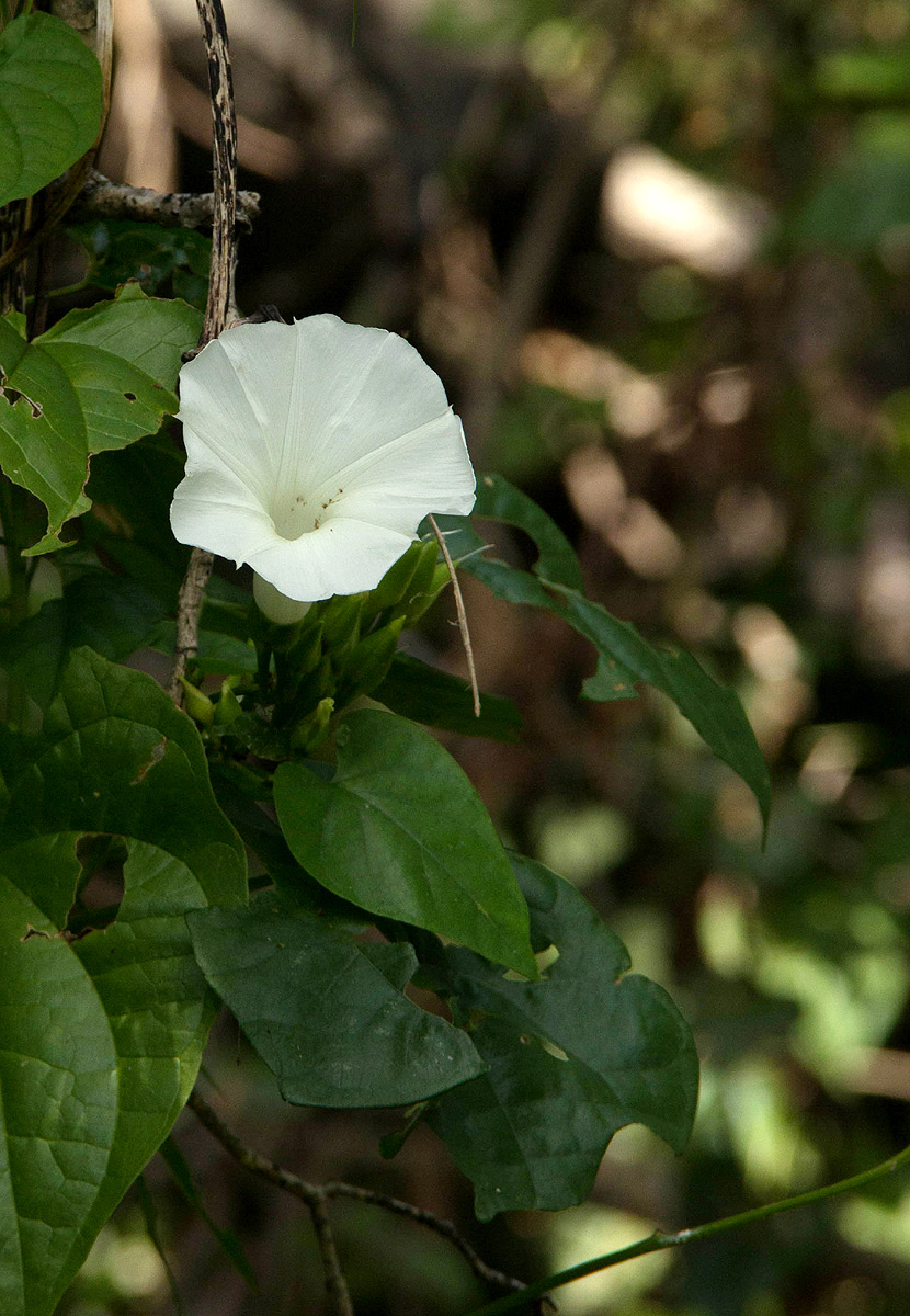 Ipomoea shupangensis Ipomoea shupangensis