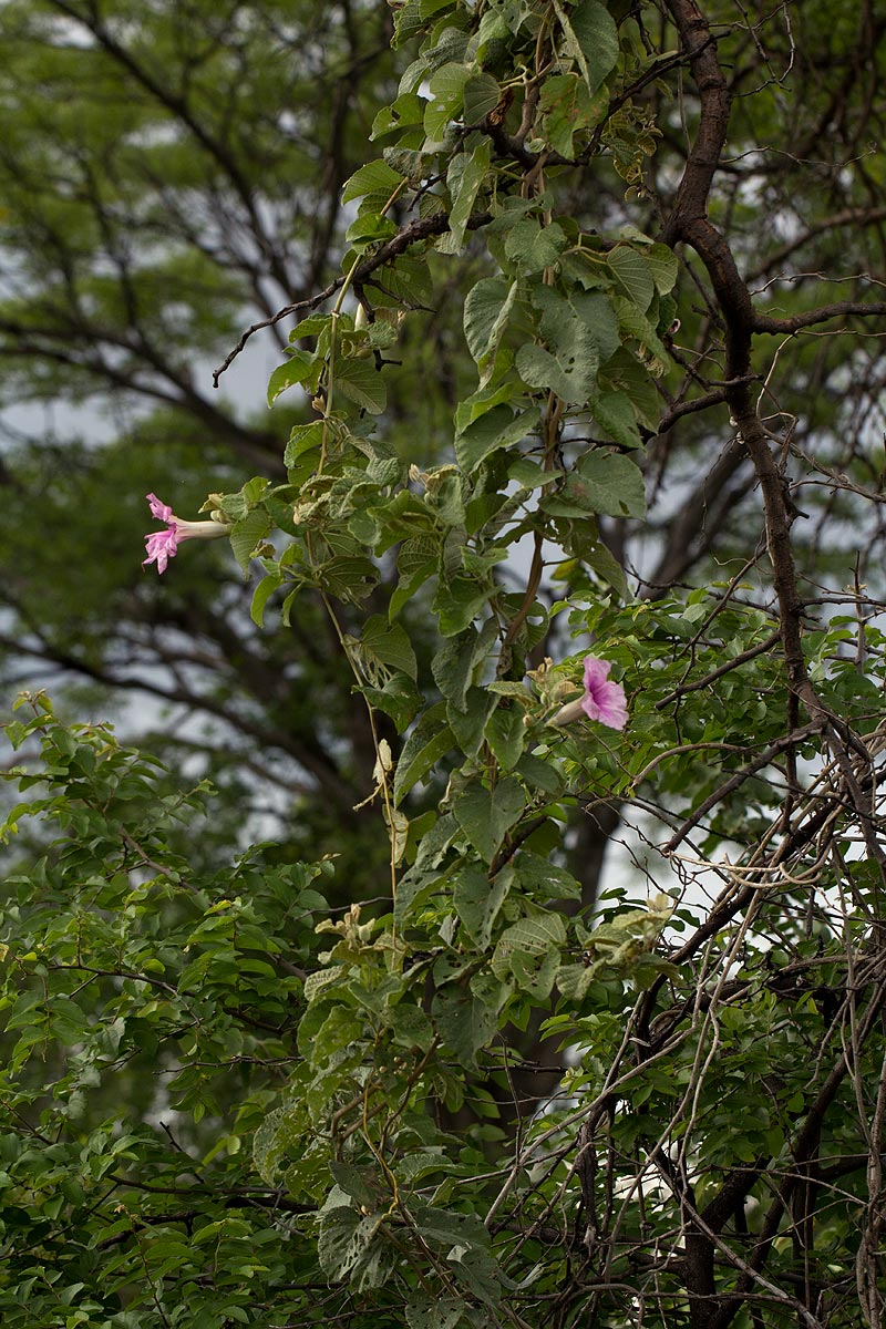 Ipomoea verbascoidea
