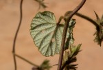 Ipomoea wightii var. wightii