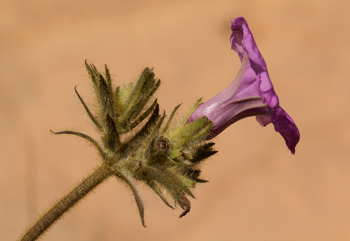 Ipomoea wightii var. wightii