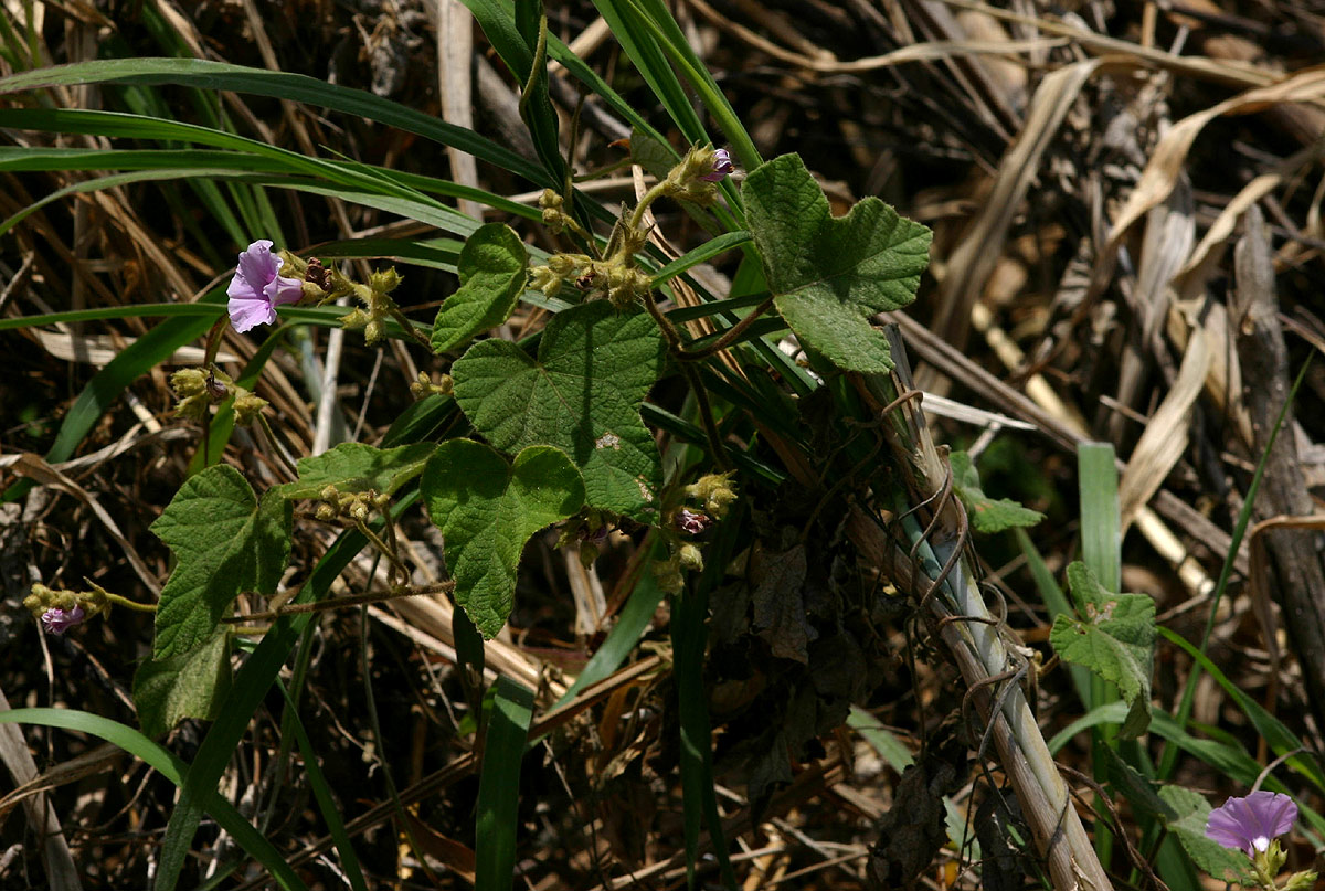 Ipomoea wightii var. wightii