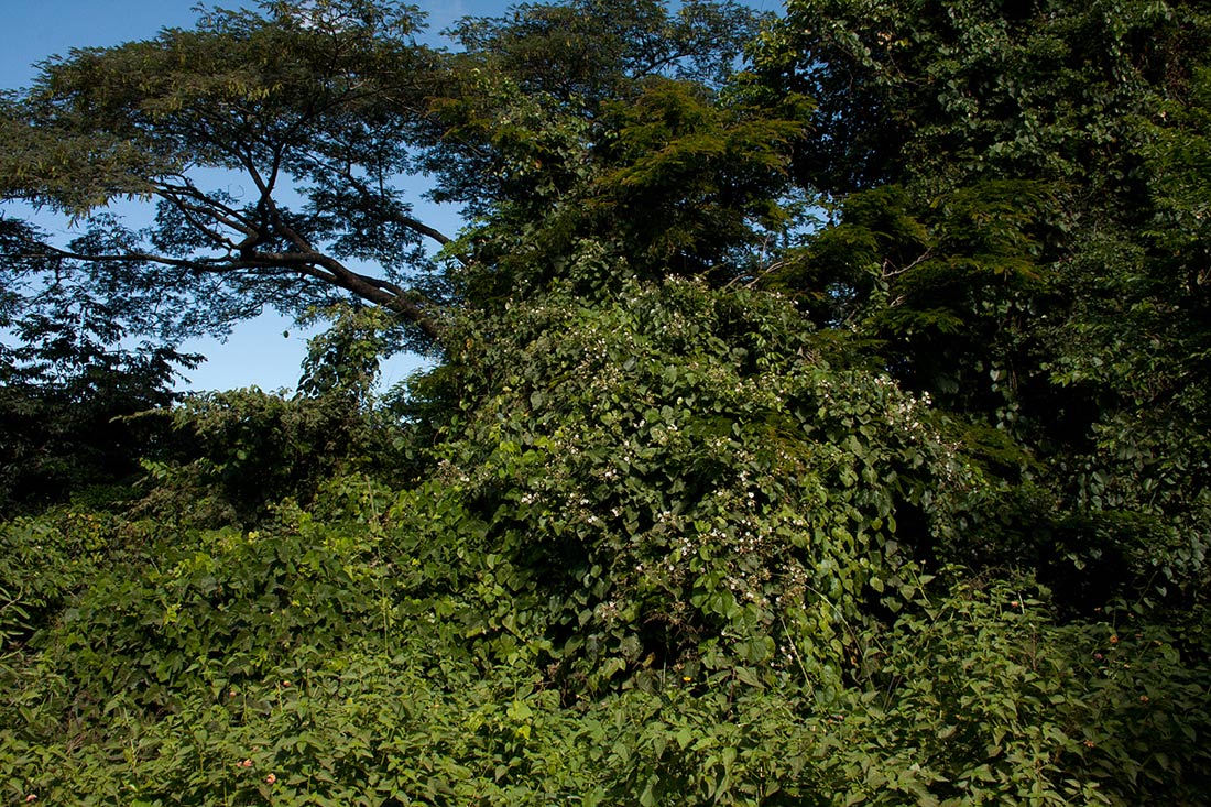 Paralepistemon shirensis