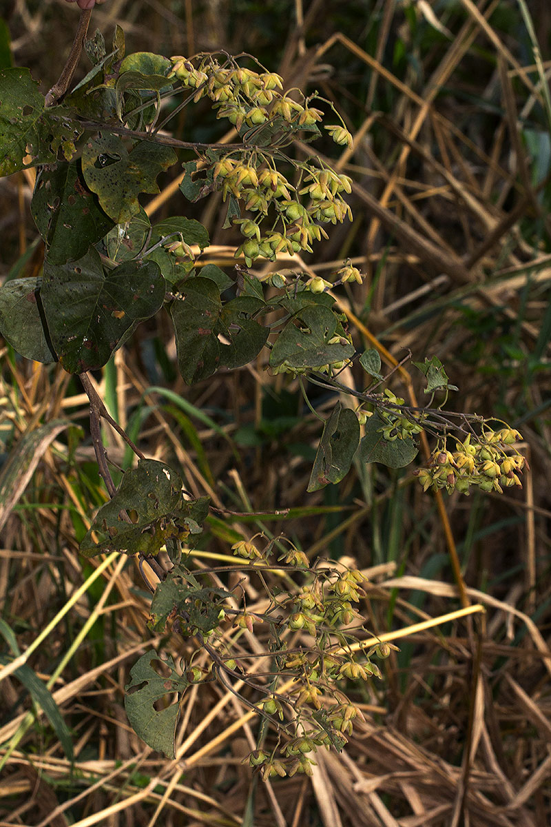 Paralepistemon shirensis