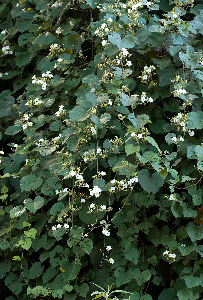 Paralepistemon shirensis
