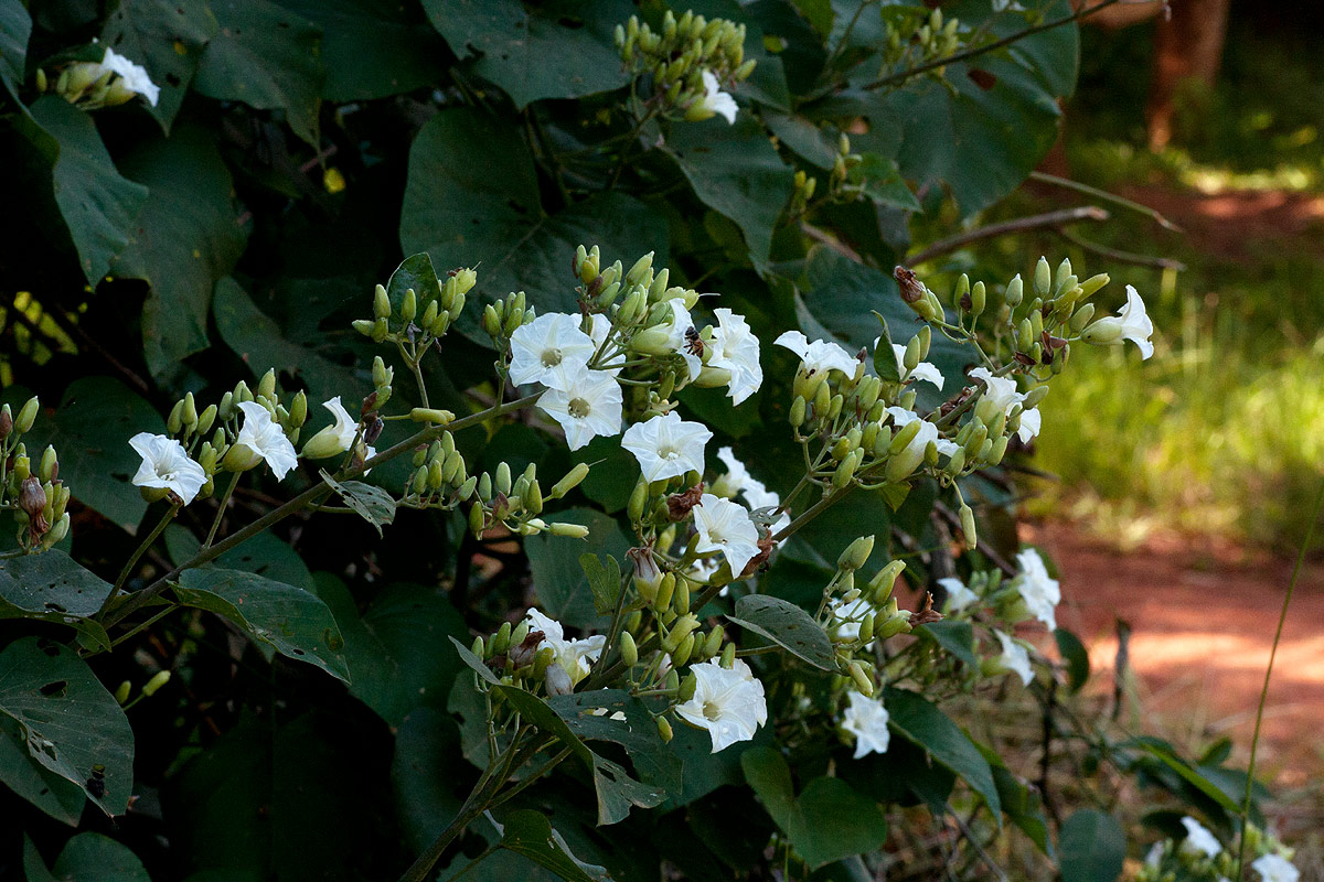 Paralepistemon shirensis