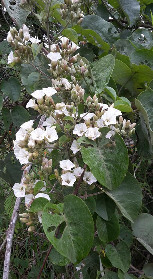 Paralepistemon shirensis