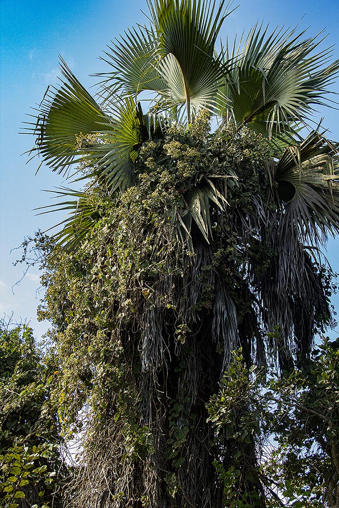 Paralepistemon shirensis