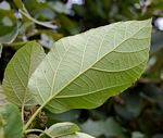 Cordia africana