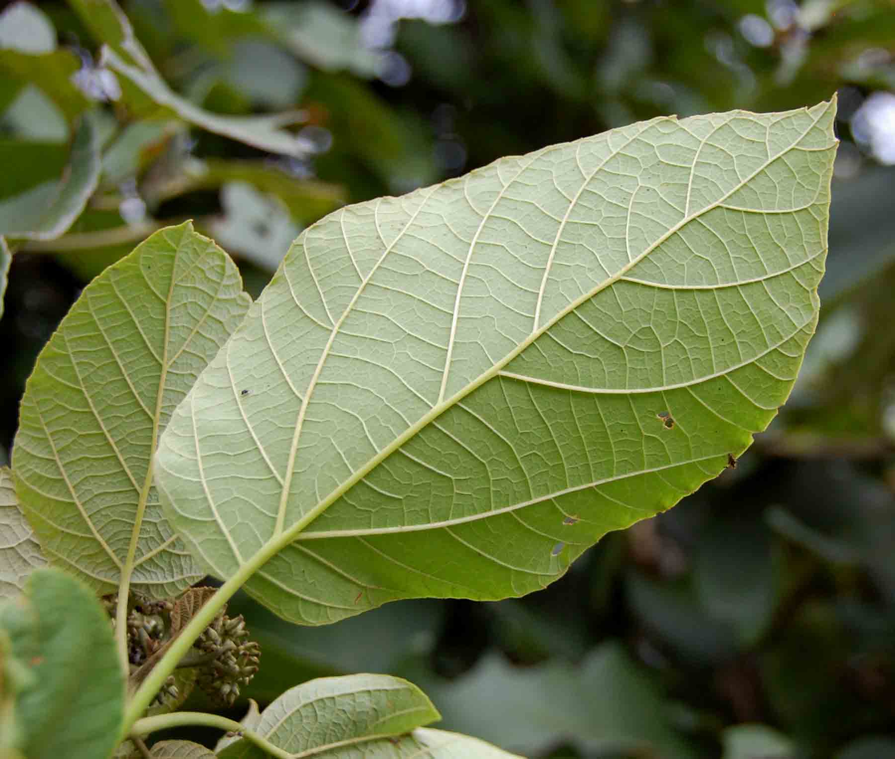 Cordia africana