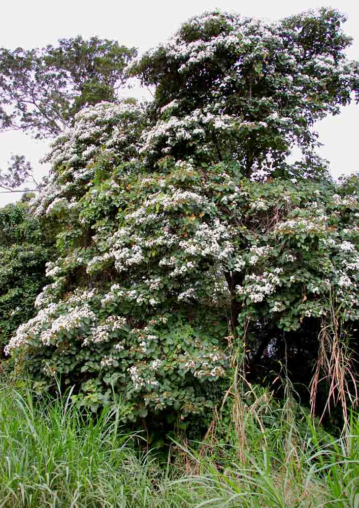 Cordia africana