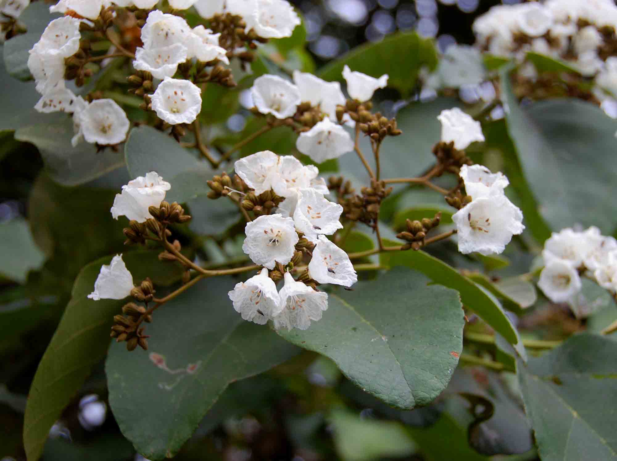 Cordia africana