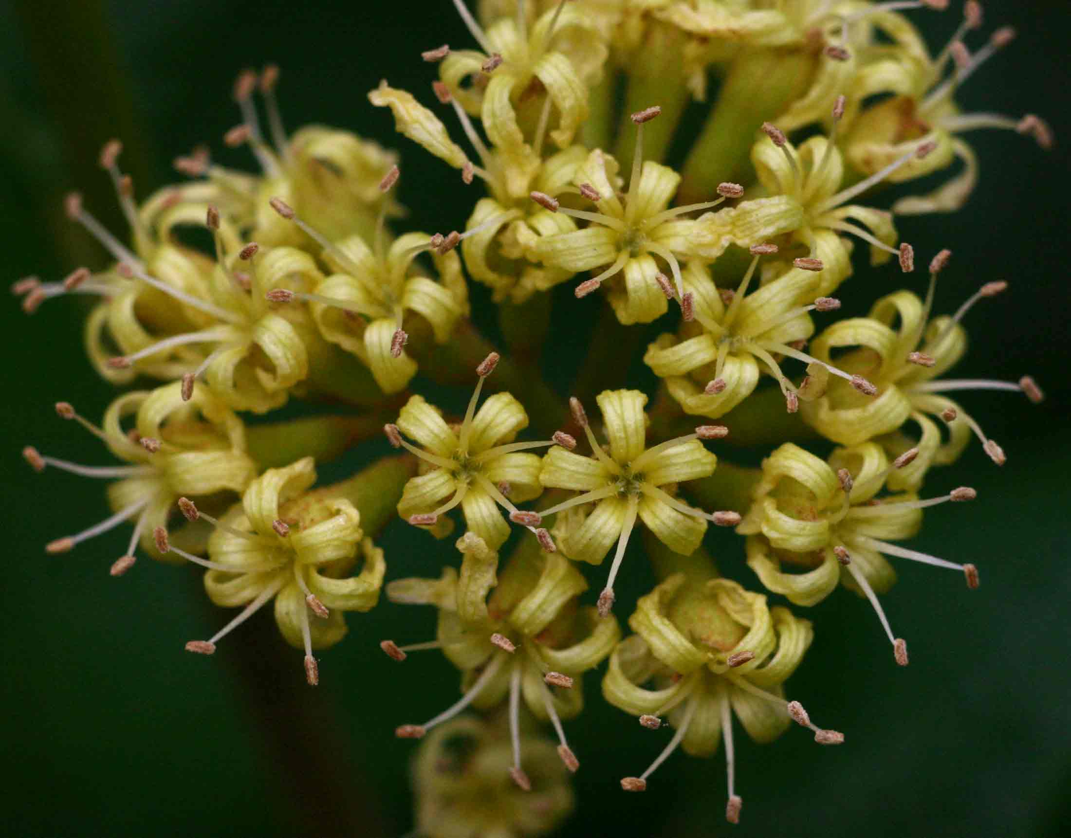 Cordia monoica