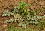 Coldenia procumbens