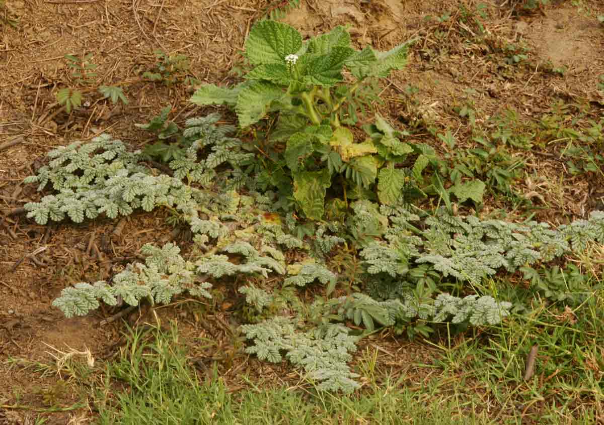 Coldenia procumbens