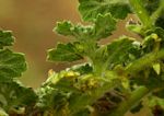 Coldenia procumbens