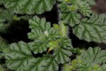 Coldenia procumbens
