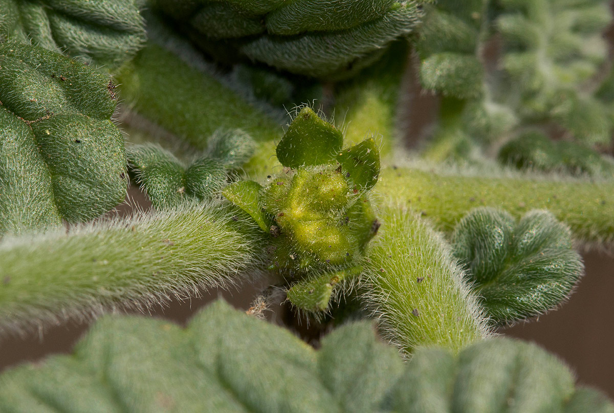 Coldenia procumbens