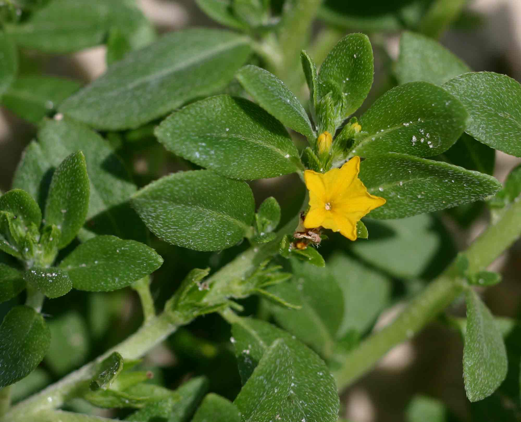 Euploca katangensis