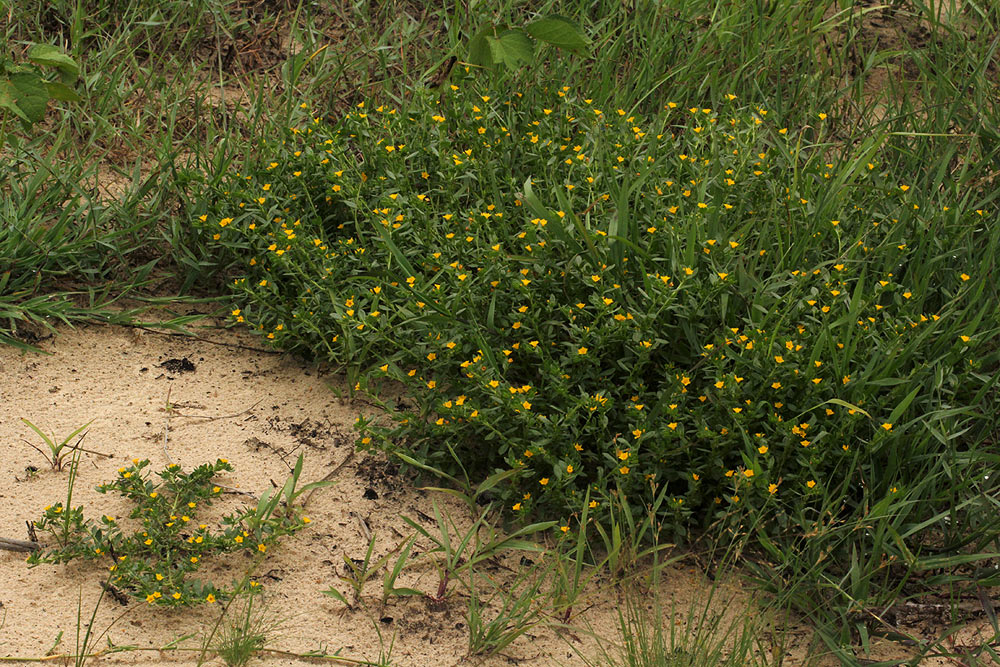Euploca katangensis Euploca katangensis