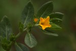 Euploca katangensis