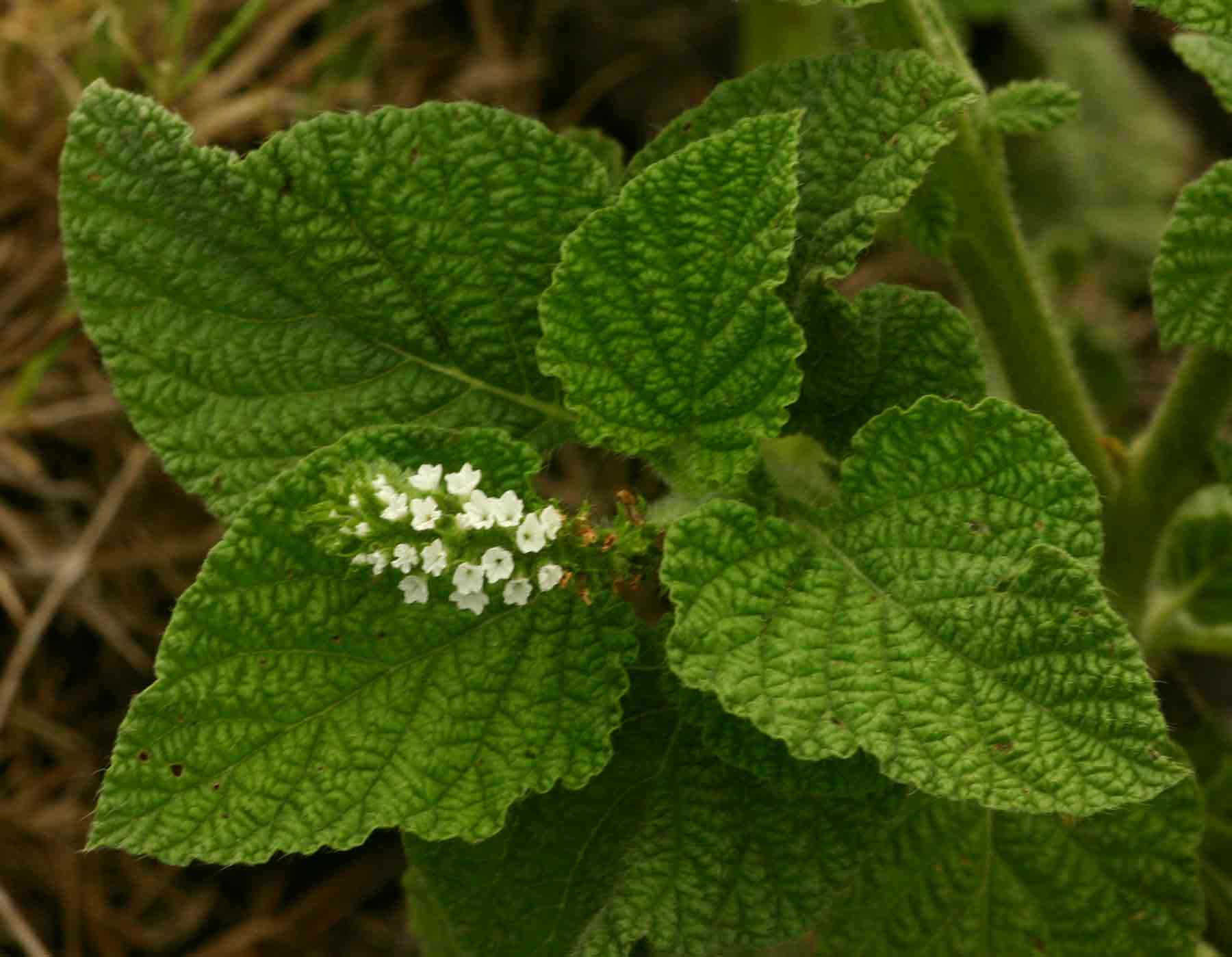 Heliotropium indicum Heliotropium indicum