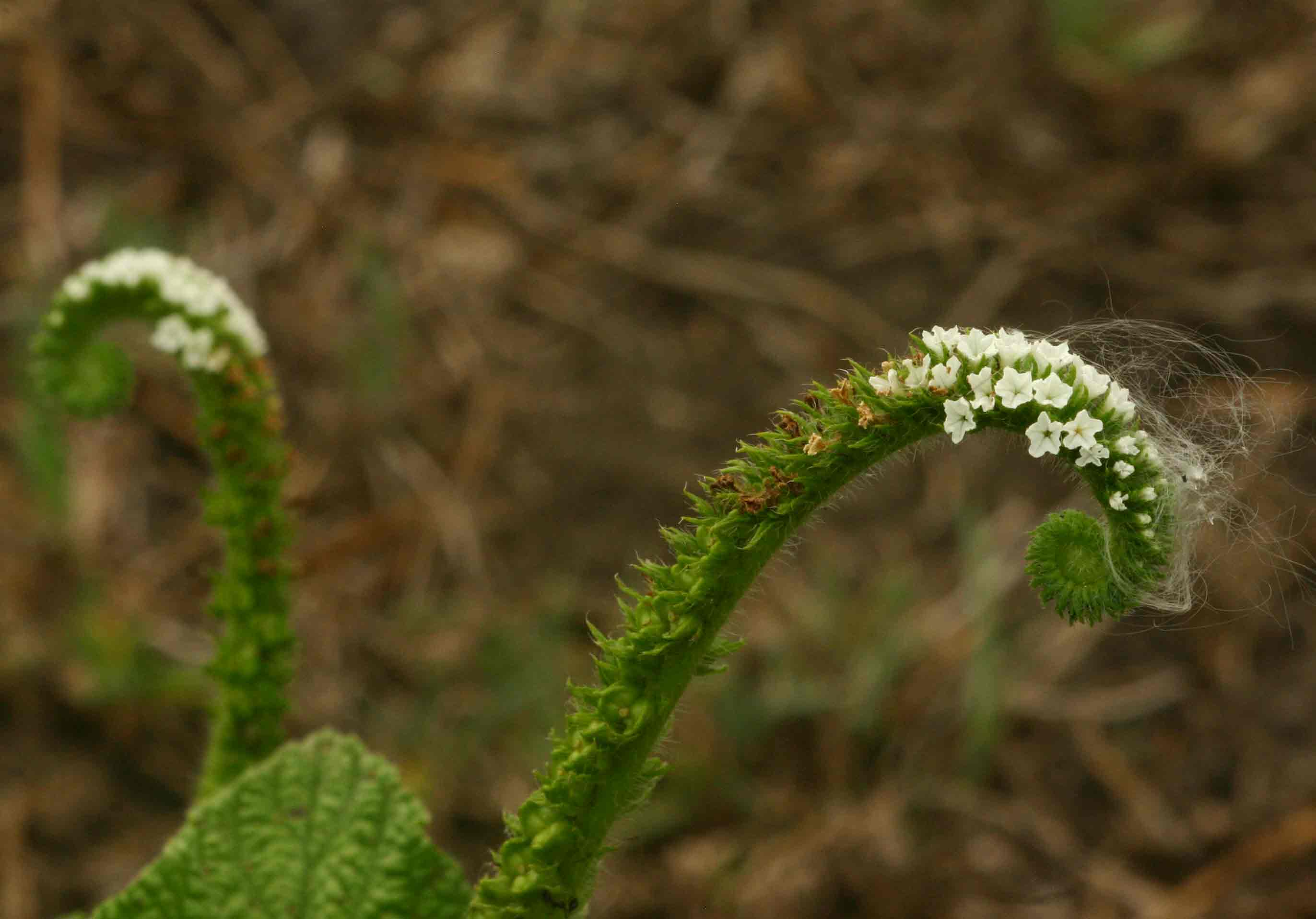 Heliotropium indicum Heliotropium indicum