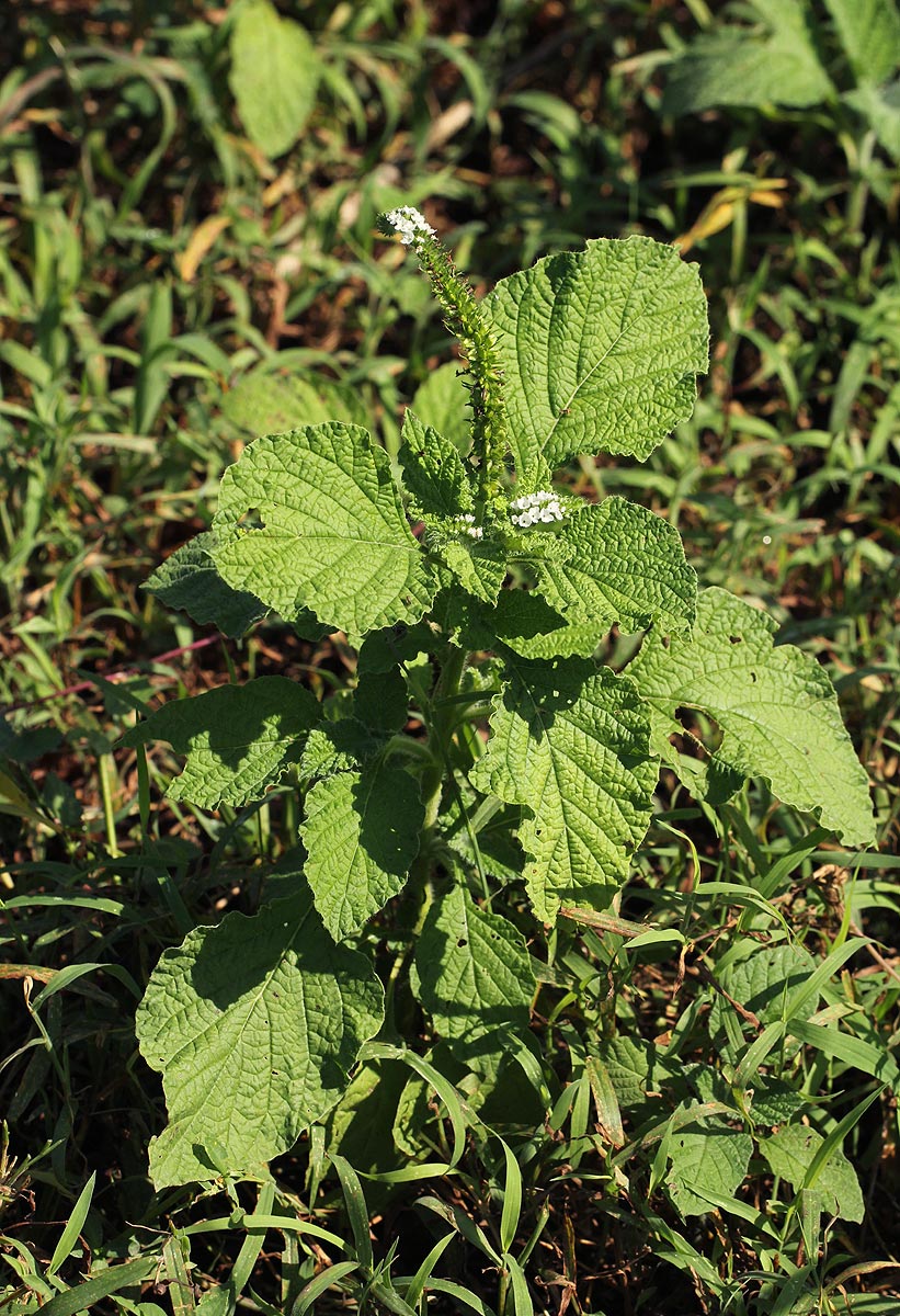 Heliotropium indicum Heliotropium indicum