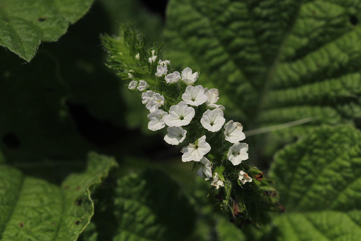 Heliotropium indicum