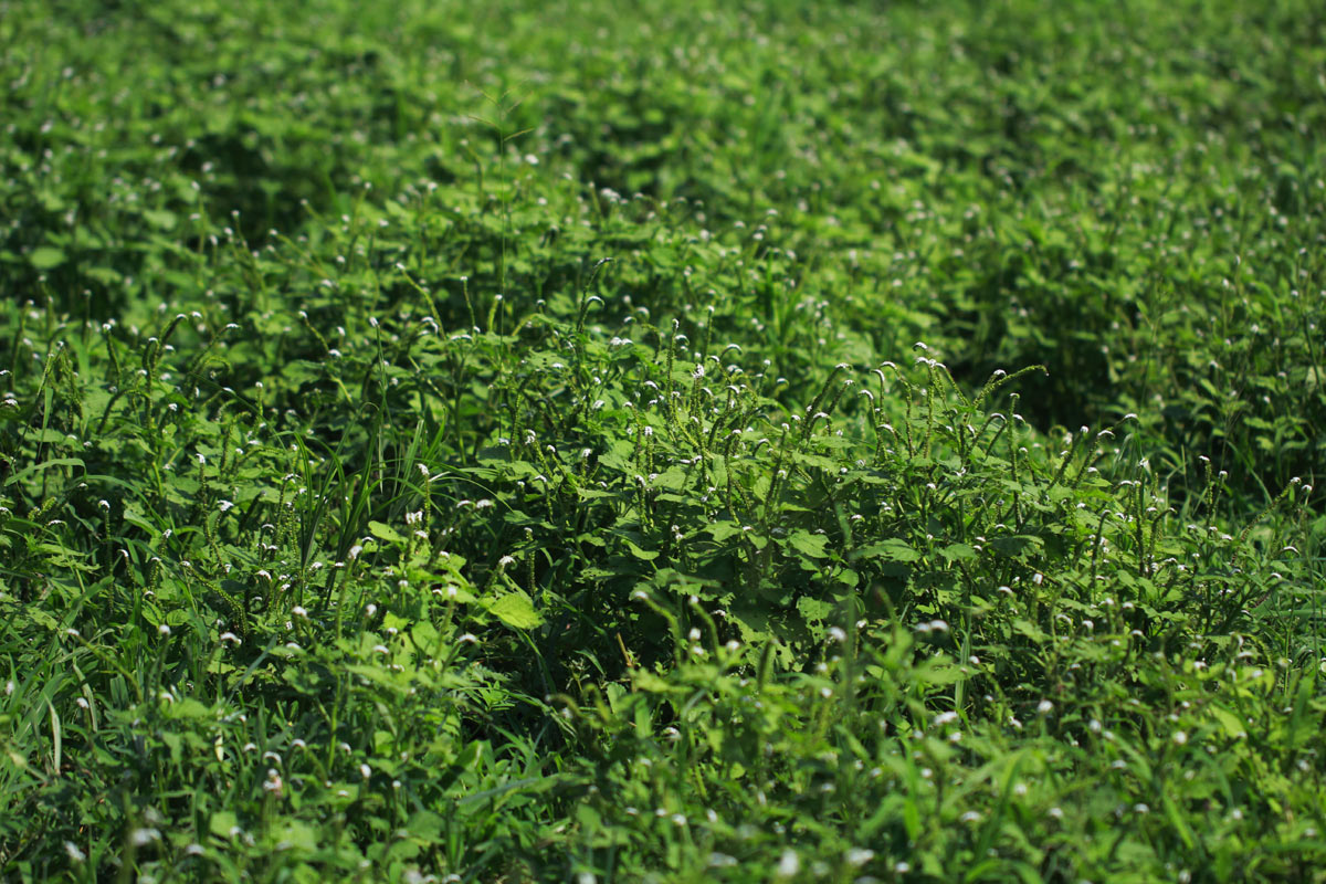 Heliotropium indicum Heliotropium indicum