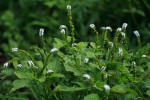 Heliotropium indicum