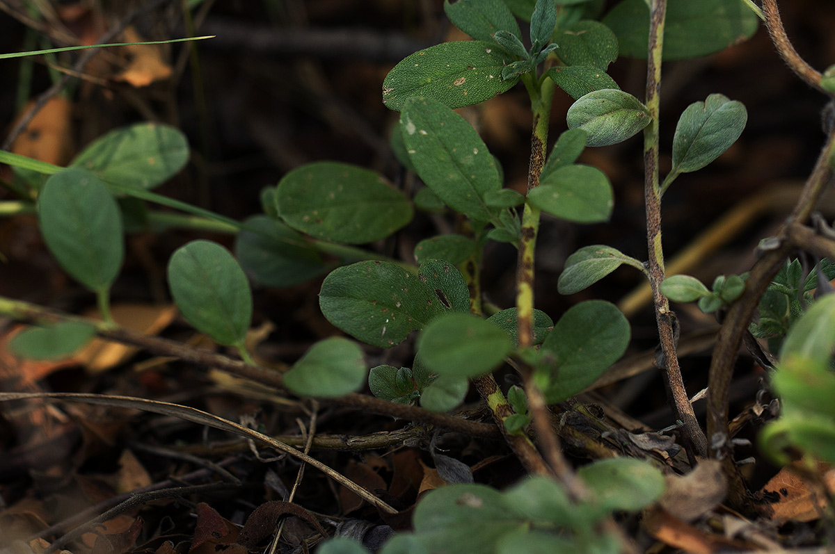 Euploca ovalifolia