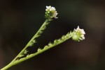 Euploca ovalifolia
