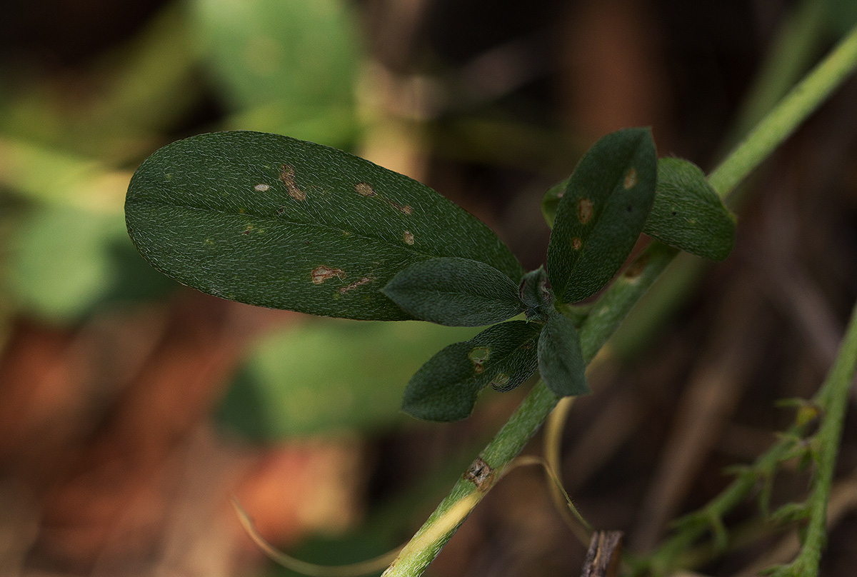 Euploca ovalifolia