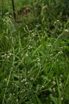 Euploca ovalifolia