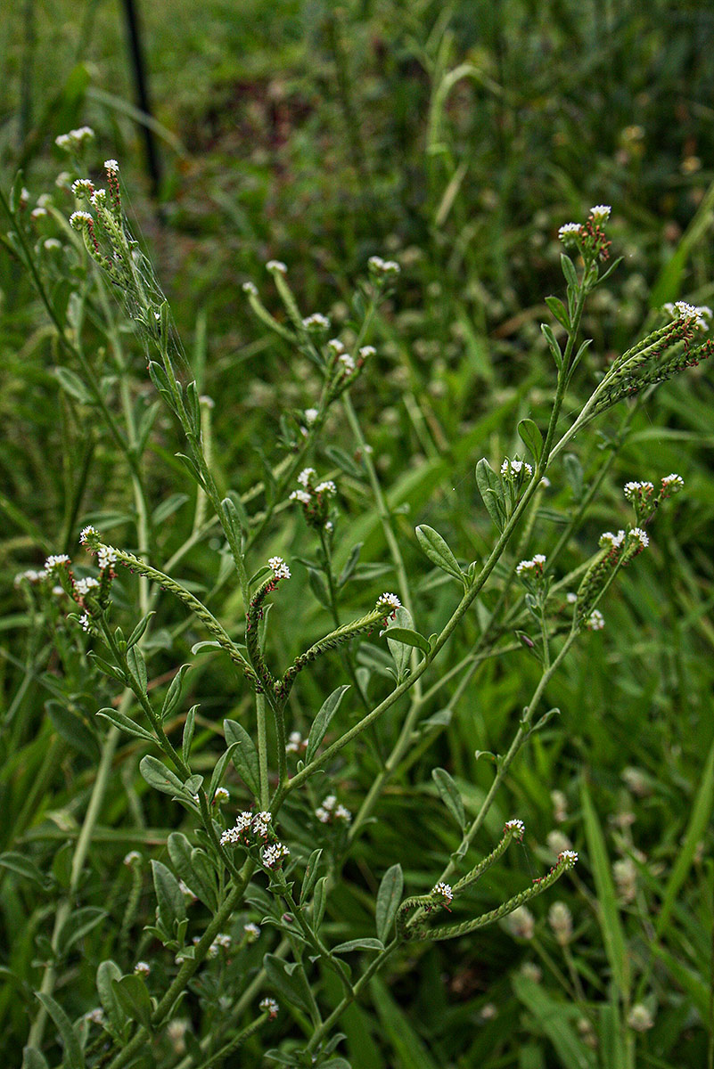 Euploca ovalifolia