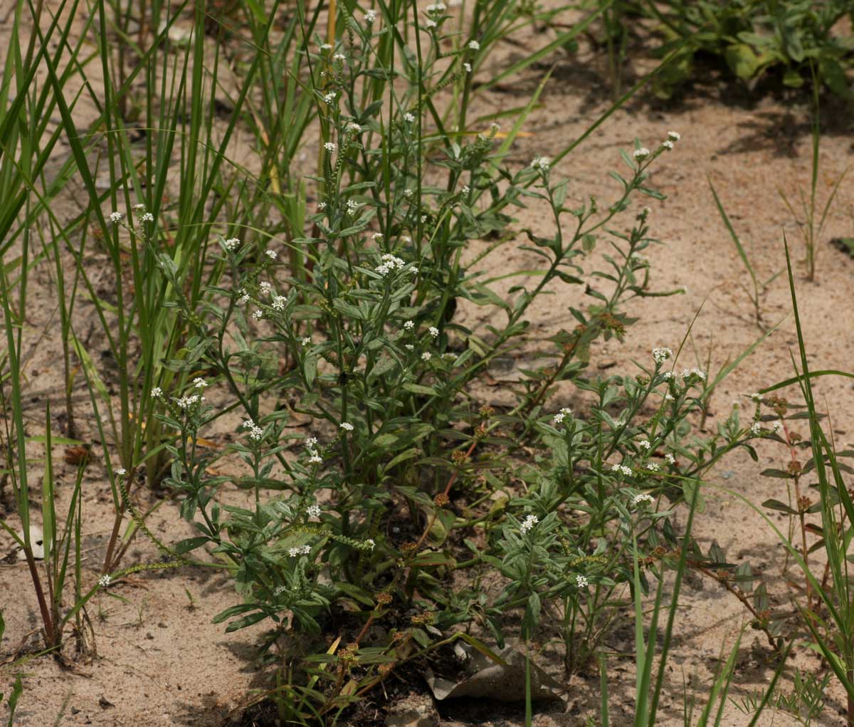 Euploca ovalifolia