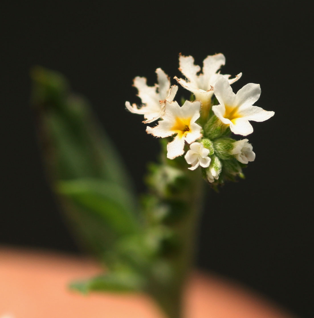 Euploca ovalifolia