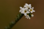 Euploca ovalifolia