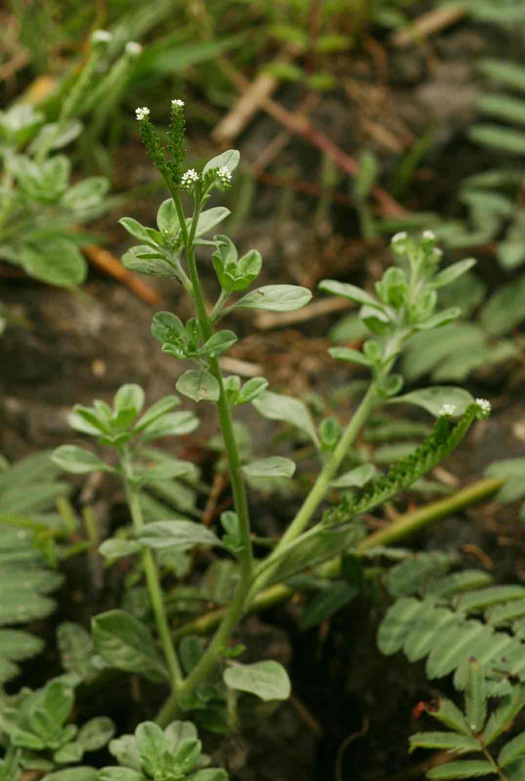 Euploca ovalifolia Euploca ovalifolia